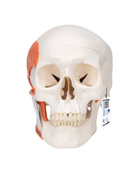 3B Scientific A24 TMJ Human Skull (2-Part) - 3B Smart Anatomy