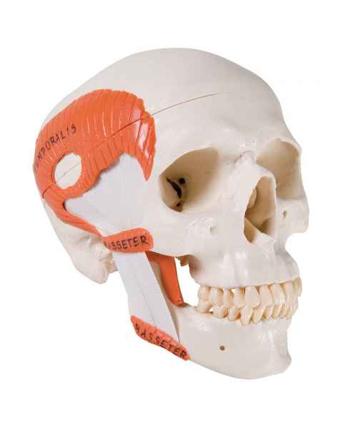 3B Scientific A24 TMJ Human Skull (2-Part) - 3B Smart Anatomy