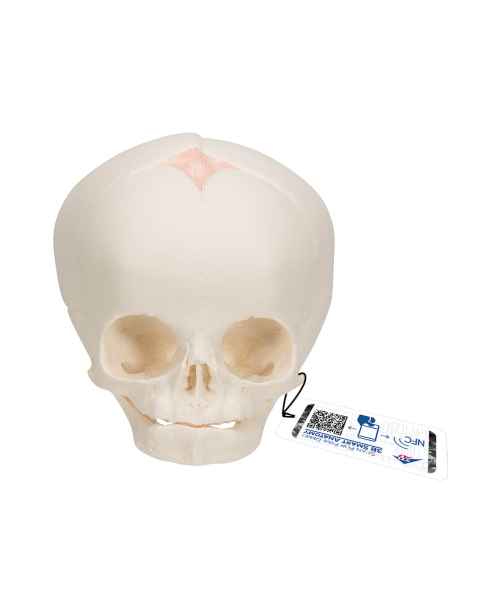 3B Scientific A25 Fetal Skull - 30th Week of Pregnancy - 3B Smart Anatomy