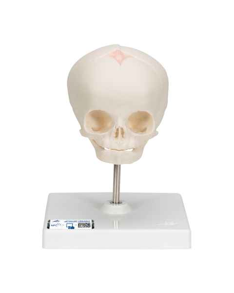 3B Scientific A26 Fetal Skull on Stand - 30th Week of Pregnancy - 3B Smart Anatomy