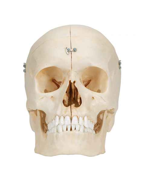 3B Scientific A281 BONElike Human Bony Skull (6-Part) - 3B Smart Anatomy