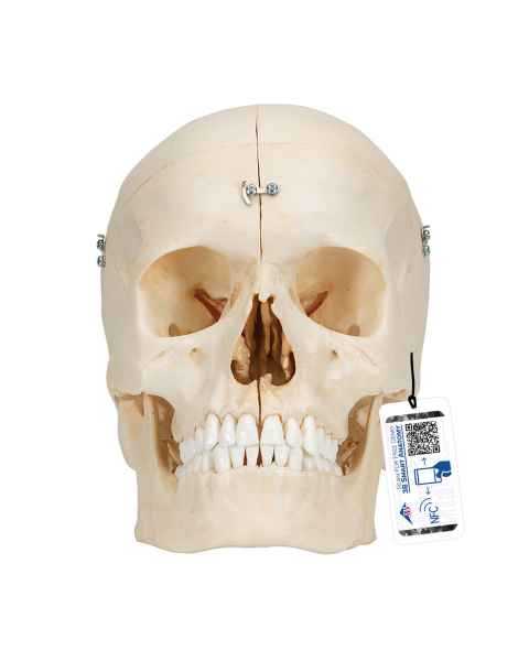 3B Scientific A281 BONElike Human Bony Skull (6-Part) - 3B Smart Anatomy