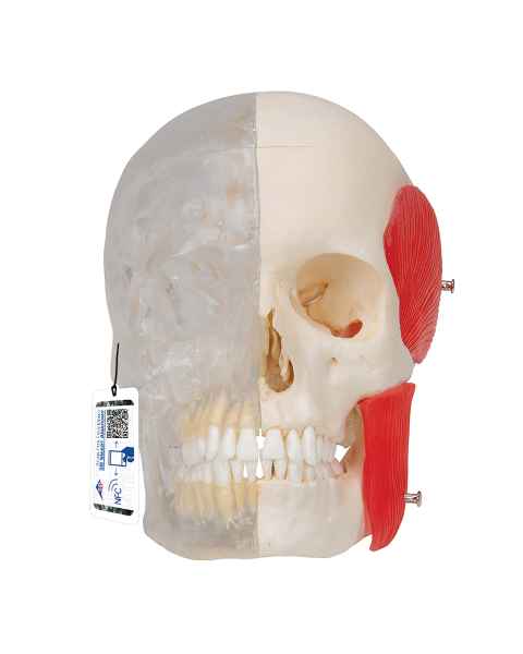 3B Scientific A282 BONElike Human Skull - Half Transparent & Half Bony (8-Part) - 3B Smart Anatomy