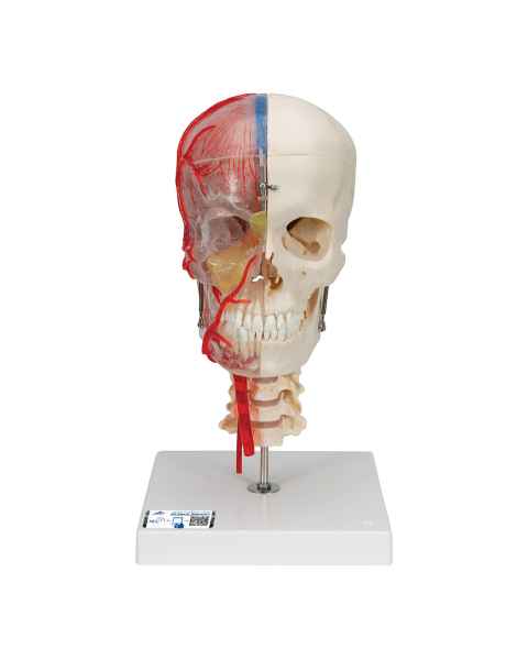 BONElike Didactic Deluxe Human Skull (7-Part)