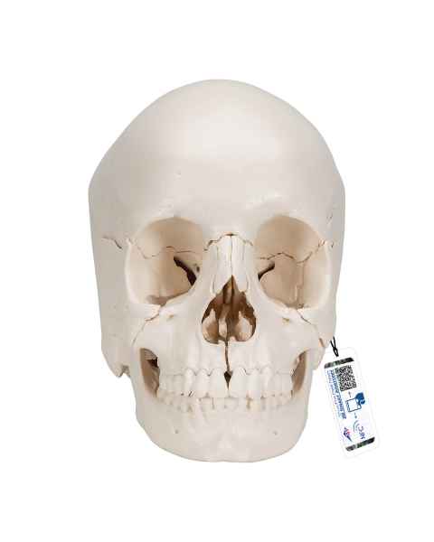 3B Scientific A290 Beauchene Adult Human Skull Kit - Natural Bone Color (22-Part) - 3B Smart Anatomy