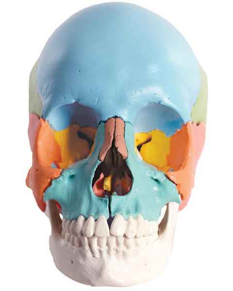 3B Scientific A291 Beauchene Adult Human Skull Kit - Didactic Color Coded (22-Part) - 3B Smart Anatomy
