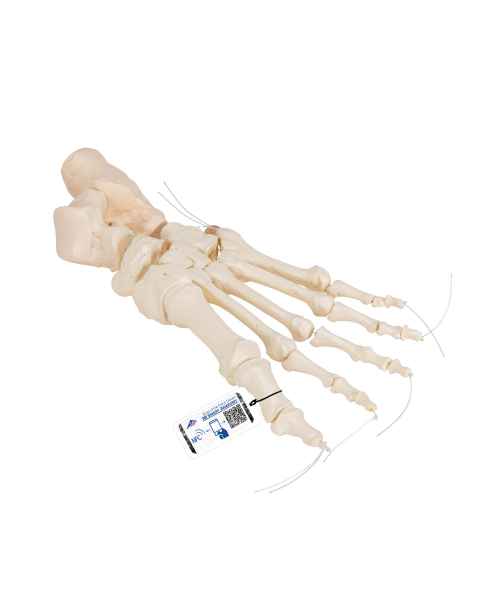 3B Scientific A30-2 Foot Skeleton - Loosely Threaded on Nylon
