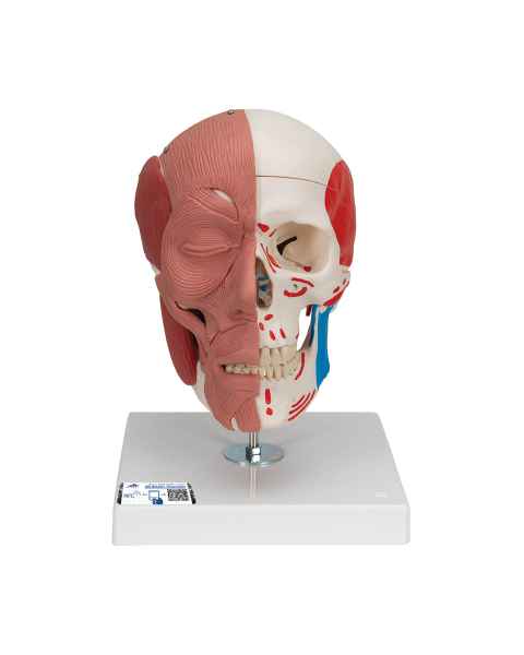 Human Model Anatomy Skull Head Muscle Bone Medical Model Mini