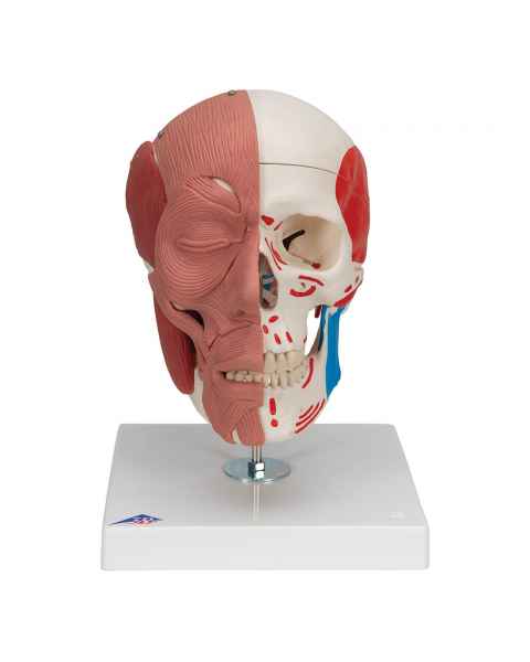 3B Scientific A300 Human Skull with Facial Muscles - 3B Smart Anatomy