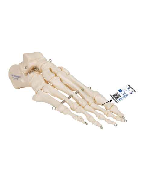 3B Scientific A30 Foot Skeleton Mounted on Wire