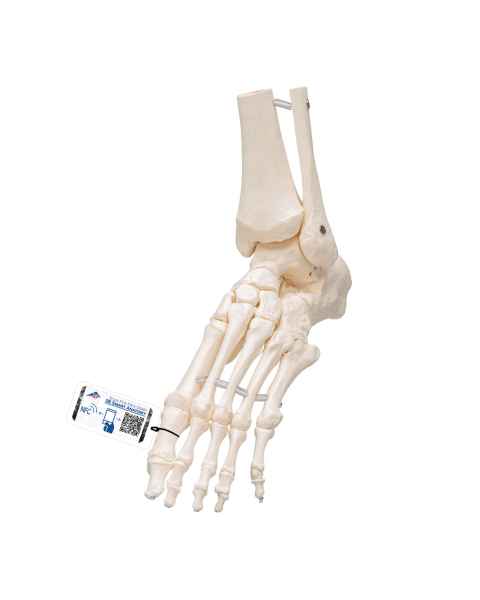 3B Scientific A31/1 Loose Foot and Ankle Skeleton with Elastic Bungy