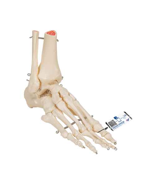 3B Scientific A31 Rigid Skeletal Foot Model with Portion of Tibia and Fibula - Wire Mounted