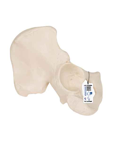 3B Scientific A35-5 Hip Bone Model - 3B Smart Anatomy