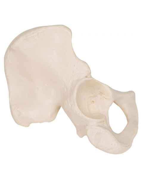 3B Scientific A35-5 Hip Bone - 3B Smart Anatomy