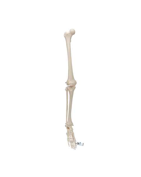 3B Scientific A35 Leg Skeleton with Foot - 3B Smart Anatomy