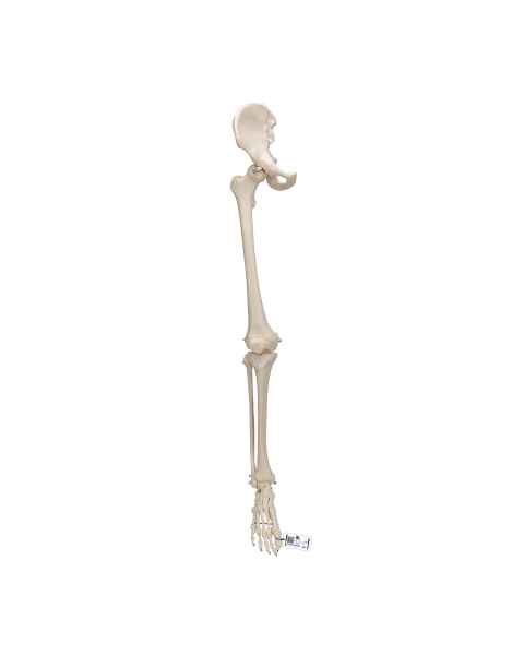 3B Scientific A36 Human Leg Skeleton Model with Hip Bone - 3B Smart Anatomy