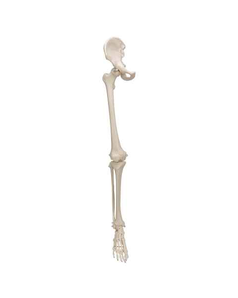 3B Scientific A36 Human Leg Skeleton Model with Hip Bone - 3B Smart Anatomy