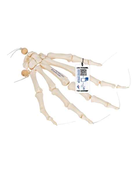 3B Scientific A40/2 Hand Skeleton Loosely Threaded on Nylon