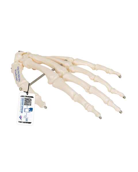3B Scientific A40 Human Hand Skeleton Model, Wire Mounted