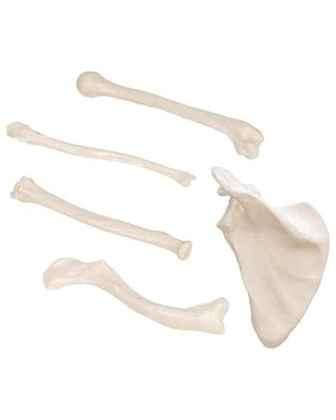 3B Scientific Human Arm Bone Models - 3B Smart Anatomy