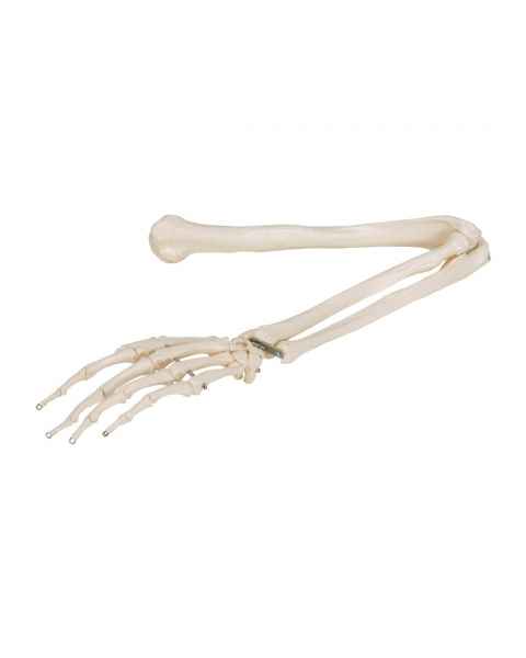 3B Scientific A45 Human Arm Skeleton Model, Wire Mounted - 3B Smart Anatomy