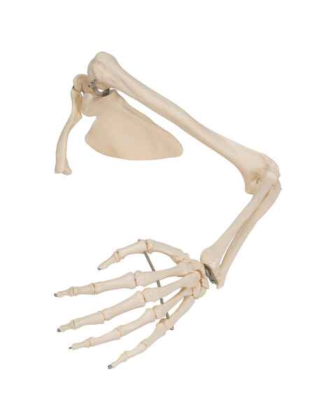3B Scientific A46 Human Arm Skeleton with Scapula and Clavicle - 3B Smart Anatomy