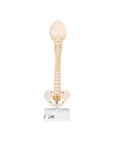 3B Scientific A52 BONElike Child's Vertebral Column Model - 3B Smart Anatomy