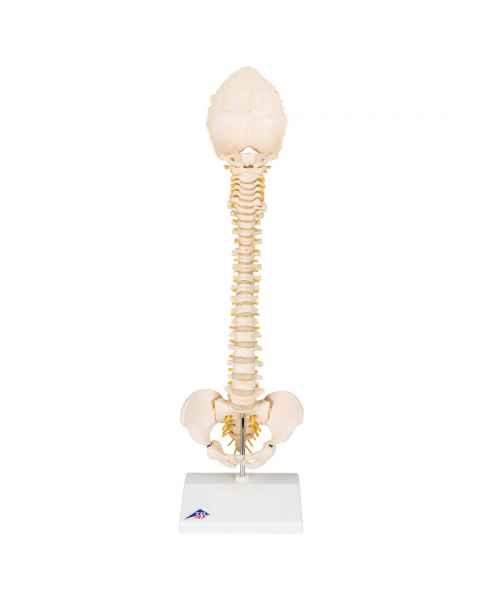 3B Scientific A52 BONElike™ Child's Vertebral Column Model - 3B Smart Anatomy