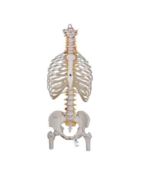 3B Scientific A56/2 Classic Flexible Spine with Ribs and Femur Heads - 3B Smart Anatomy
