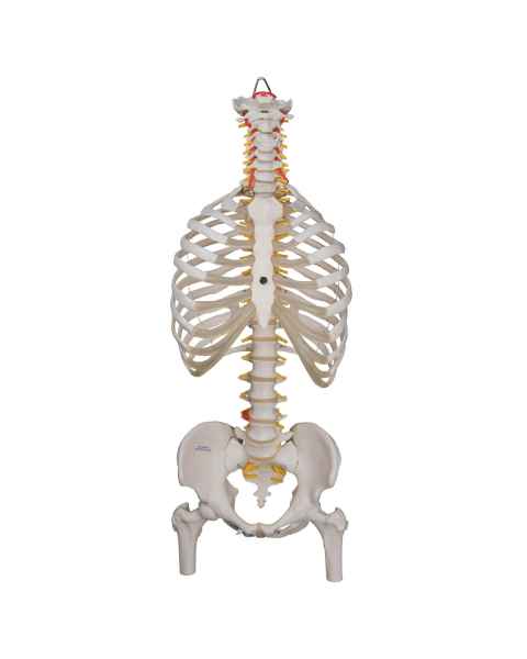 3B Scientific A56-2 Classic Flexible Spine with Ribs and Femur Heads - 3B Smart Anatomy