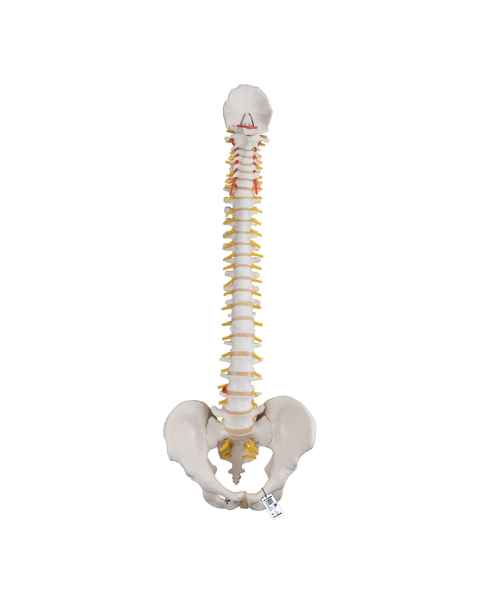 3B Scientific A58-1 Classic Flexible Spine with Male Pelvis - 3B Smart Anatomy