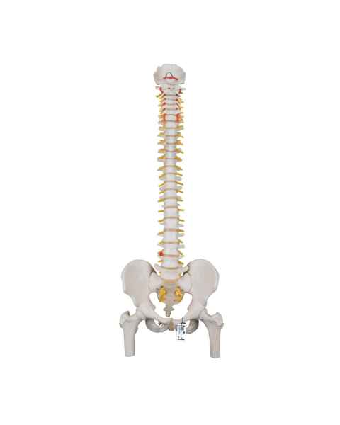 3B Scientific A58-2 Classic Flexible Spine with Femur Heads - 3B Smart Anatomy