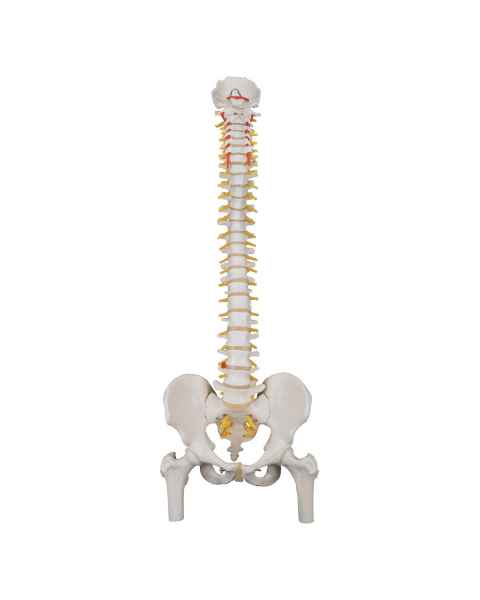 3B Scientific A58-2 Classic Flexible Spine with Femur Heads - 3B Smart Anatomy