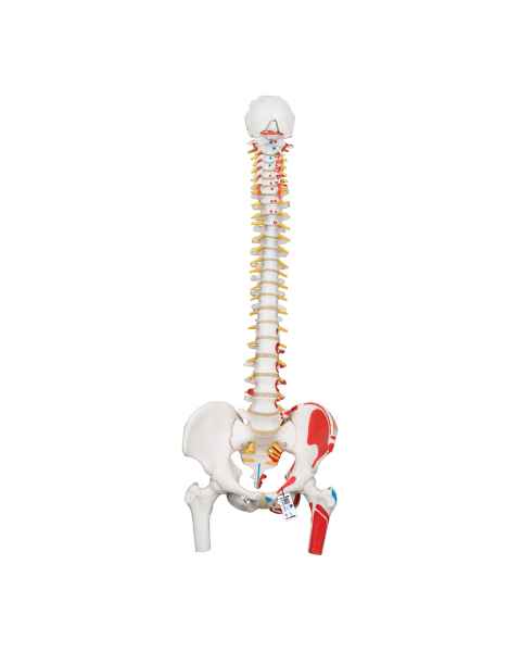 3B Scientific A58-3 Classic Flexible Spine with Femur Heads and Painted Muscles - 3B Smart Anatomy