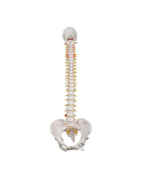3B Scientific A58-4 Classic Flexible Spine with Female Pelvis - 3B Smart Anatomy