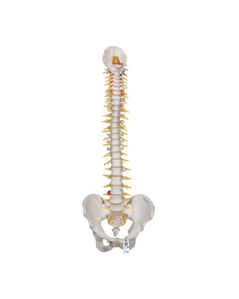 3B Scientific A58-5 Deluxe Flexible Spine with Brain Stem & Opened Sacrum - 3B Smart Anatomy