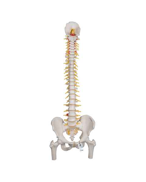 Deluxe Flexible Spine with Femur Heads