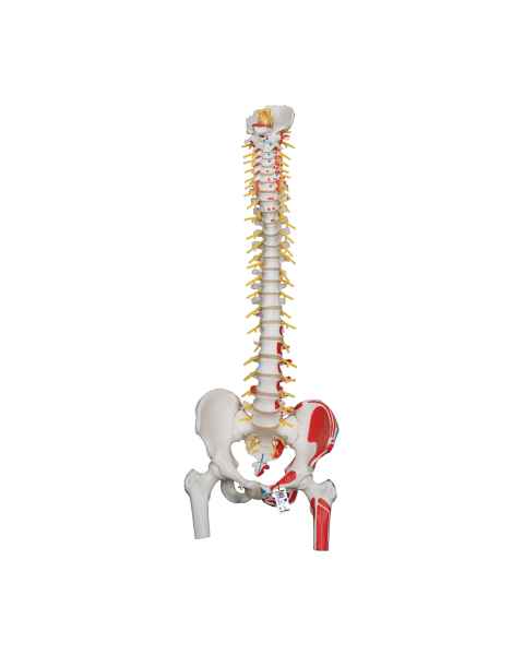 3B Scientific A58-7 Deluxe Flexible Spine with Femur Heads & Painted Muscles - 3B Smart Anatomy
