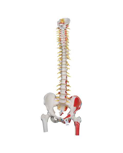 Deluxe Flexible Spine with Femur Heads & Painted Muscles