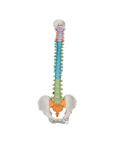 3B Smart Anatomy Didactic Flexible Spine Model A58-8