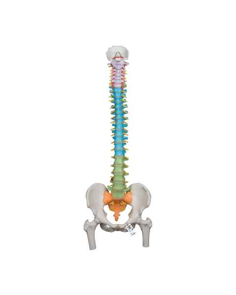 3B Scientific A58-9 Didactic Flexible Spine Model With Femur Heads - 3B Smart Anatomy