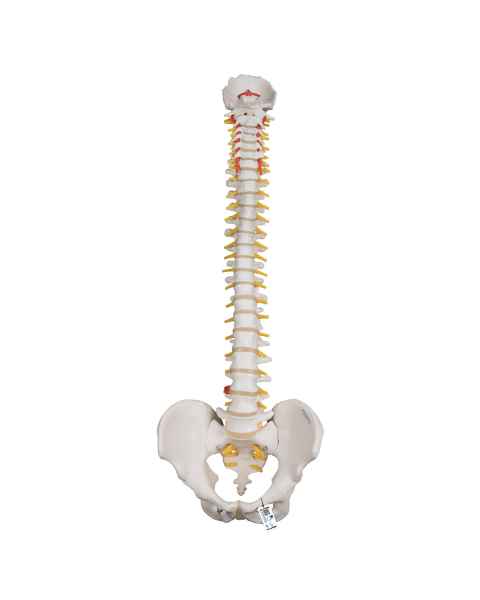 3B Scientific A59-1 Highly Flexible Spine Model - 3B Smart Anatomy