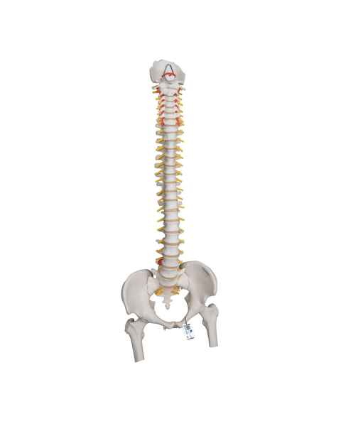 3B Scientific A59-2 Highly Flexible Spine Model with Femur Heads - 3B Smart Anatomy