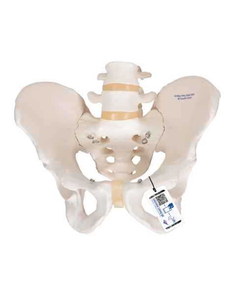 Model A60 Male Pelvic Skeleton - 3B Smart Anatomy