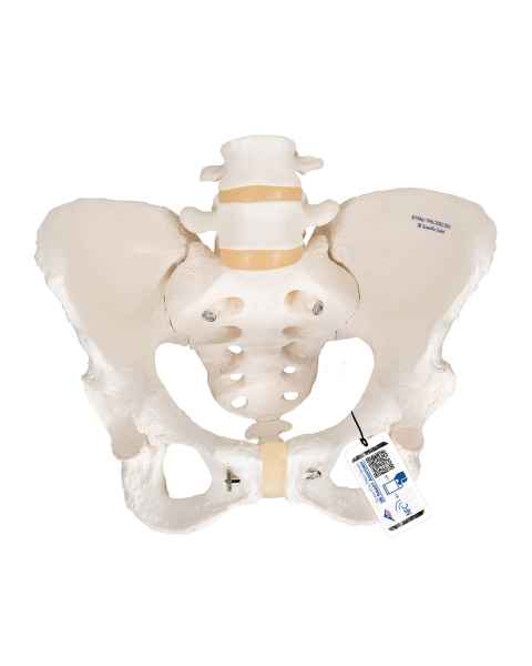 Female Pelvic Skeleton