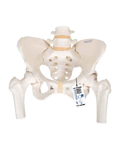 Female Pelvic Skeleton with Movable Femur Heads