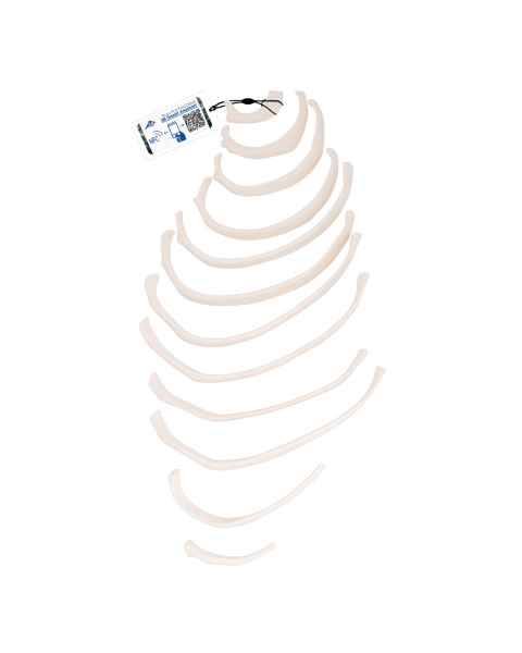 3B Scientific A69-2 12 Ribs of One Side Model - 3B Smart Anatomy