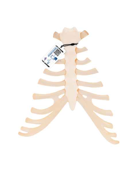 3B Scientific A69 Sternum with Rib Cartilage - 3B Smart Anatomy