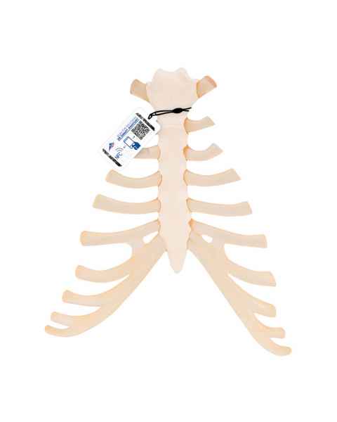 Sternum with Rib Cartilage