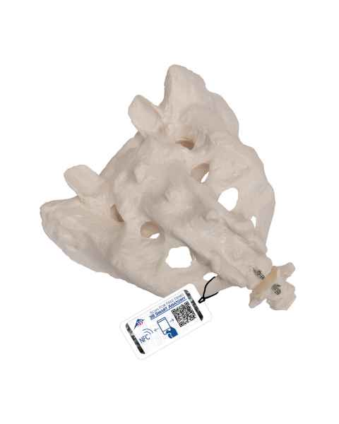 3B Scientific A70-6 Sacrum and Coccyx - 3B Smart Anatomy